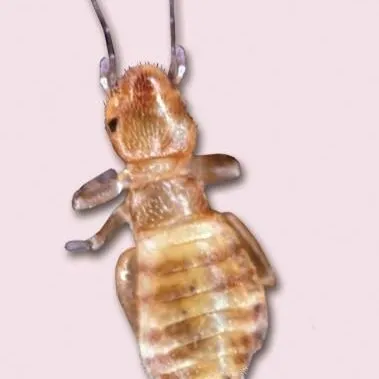 thumbnail for publication: Booklice and Silverfish